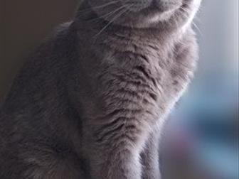    ( Scottish Fold)  ,     ,      ,   