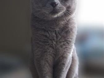    ( Scottish Fold)  ,     ,      ,   