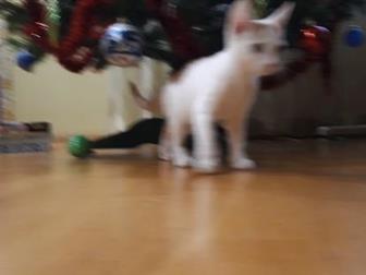 , ,   -   ,   4-5 ,      ,      ,    