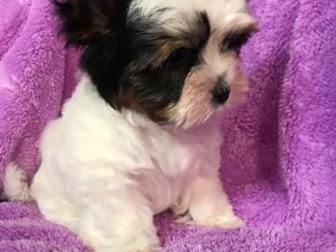 ����� ��� ����� �������! 2 ������! �������, ������, ����������! � ������������