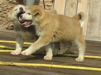 ������ �� ������ ��������� �����,  �������� 13, 0719 , �������� � ����������� ������ ���,  ������ ������� ����� � ���������� � �������, ������ ��������������, �� � ������������