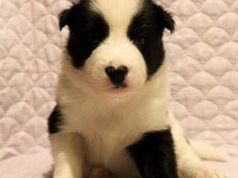 ������ �������� ������ �������� �����,  �������� � �������� �����������, ������������ ��������� ��������,  ����� ��� ������ ��������������, � ������� �������� ����� � ������������