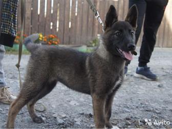 � ������� ���� ����� ��������� ������ �������,  �������, 3 ������ ��������,  ��������, �����������, �� ����������, � ����� ������ �������� ��������) ���������� �������, � ������������