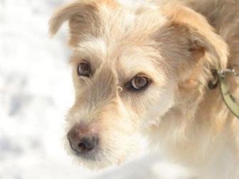 ?? ������ � ������ ������� ���� ���!! ??  ������� (����) - ������� ������, 1,5 ����, ������ � �������� � ������� ����� �����,  ����������, � ��� ������ - ���� �������������� � ������������