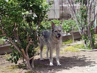 �����������,  ������� ������� ����� � ������������ ����������� ���������� ����� ���!���� 1,5 ����, ������ 45 �� � �����,  ���������� ��� ��������, �� ����� ���������� � ������������