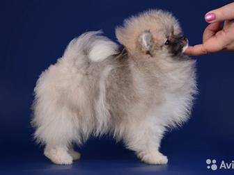 ������������ � ������� ����  �������  � ������� 2,5 ���,  ���� �������� 03, 07, 19,  ��������� ���,  ����� ����-�������� � ����-�����, ������� �����������,  ���� � ������������