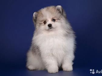 ������������ � ������� ����  �������  � ������� 2,5 ���,  ���� �������� 03, 07, 19,  ��������� ���,  ����� ����-�������� � ����-�����, ������� �����������,  ���� � ������������