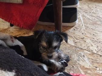 ������ ������ ������������ �������, �������� ������ ����� ������, �������� 6 ����,  � ��� 3 �������� � 1 �������(���� �� ������� 18 ��� ���)��� ����� � ��������� � ������������