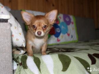 ��������� �������� �� �������� �����  ������ ����������, ��������� ���-FCI, ����������,  ����� 6?6, ������� �������, ��������, ��������, ������� � ������� (������ � ������������