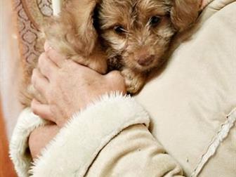 ���������� ������� ����������� ����� , ���� �����, ���� ������,  ���� ������� �������������� ���� � �������� �� ��� ������������ ��� �������, � ������������