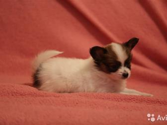 ��������� ������������ ����� �������� � ��������� �������� �������,   �, �,  -  13, 08, 2019 ,  ���� � ���� � �������� �����������,   ��������� ��� ,  ��� ���������� � ������������