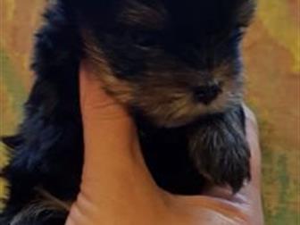 ������������! ��� � ������ � ������� ���� ���������� ������� , �� ����� ���� ���������! ���� ����� � 1,5 �� , ���� ����� � 2 ��! �������� ����� ���������, ���������, � ������������