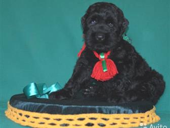 ������� ������ ������, ����� , �� ���������,  �, �, , 14, ������� 2019�,  ��� � ��������, ��? �������� ���� ��������, , � ����������� ������� �������� ����, ������, � ������������