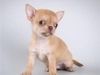 ������������ ������������� ����� ������� ��� �����,  �������: 5 ���, ��� 2 ��, ����� 6*6,  ��������: ����-���������� ��, ����-�������� ��,  ���������� ����� �������� � ������������