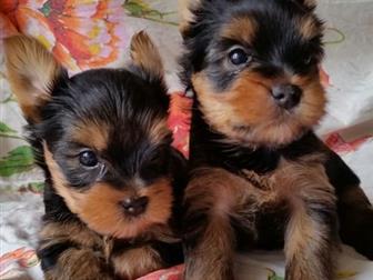 ��������� � ������� ����� ������������ �������, � ����� 1 ������� 3 ��������, �� ������� ��������� , ������� ������ ! ����� ��������������� ���������� ������ , � ������������