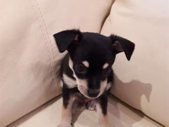 ��������� �������� ����� ���-�������,  �������� ���������,  �������� � ������, �������� 17 ���� � ������������