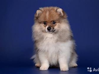 ������������ � ������� ���� ������� 3 ���,  ���� �������� 03, 07, 19,  ��������� ���,  �������� �������,  ��� �����������, � ������������