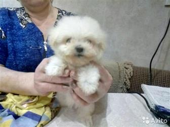 �������� �������!3 ���, �������,��� �������,�������� �� ������, ������ �������� ���, ������������, ����� �����������, ����� �����! �����-����������� �������! ������ � ������������