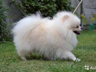 ����� ������������� ������� ������! ���������� ����� �������� �����,  ������������ ����������� ������ ��� �����,  ���� 22 �� � �����,  ����� ��������� �����,  ����������� � ������������