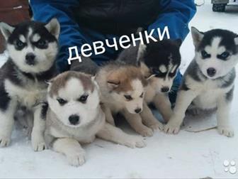 ���������� ����� ����� ��� �����������, �� �������� ���������, 5 ������� �� 6000 � 2 �������� �� 7000, ��� ������������,  ���� ��������  30, 09, 19 ���� ��� �����-����� � ������������