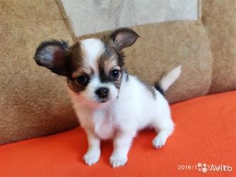 ������������ �  ������� �������� ����� �������� � ���������� �����������, ���� �������� 13, 10, 19, 2 ����-���������� ������� (�/� � �/�), 2 ���������-��������� � ������������