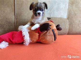 ������������ �  ������� �������� ����� �������� � ���������� �����������, ���� �������� 13, 10, 19, 2 ����-���������� ������� (�/� � �/�), 2 ���������-��������� � ������������