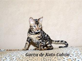    Garra de Kato      - ,      ,       