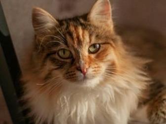 ,  !       - !  )!          ,  