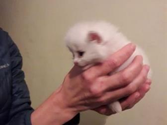       ,    3 ,   : ()     ,     , ,  