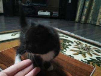     ,    ,       ,      ,        
