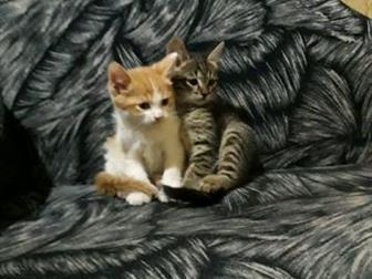  - ,,, ))    ,  - , , ,    