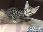 Бенгальский котёнок