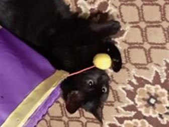     ,   4-5 ,   ,  , ,     ,        