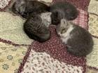 Котёнок