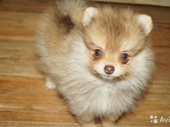  , , , ,  2,5 -   ,    !    -   !  