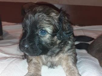  -   ,    ,   20, 09,       18,      15, 11,  