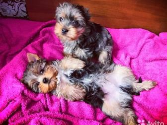        blue merle  , ? ,  ?   ,  ?  ,  