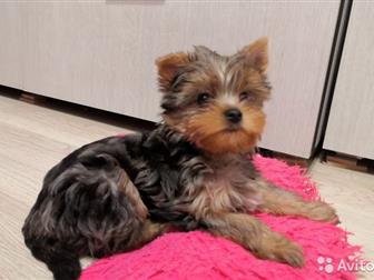        blue merle  , ? ,  ?   ,  ?  ,  