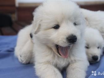     - ,      ,  ,   23  2019,         