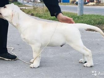  Starsearcher      ,         !       