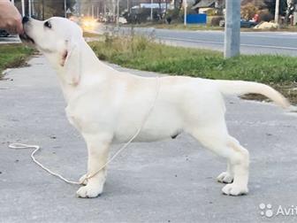  Starsearcher      ,         !       