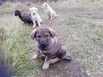       ,   1,5 , , ,    ,     ,   ,  