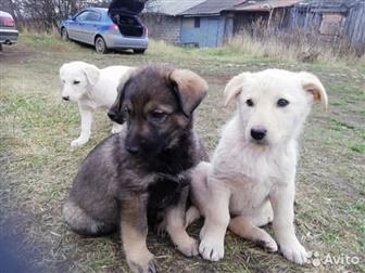       ,   1,5 , , ,    ,     ,   ,  