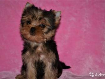      - 45     ,        1,5- 1,8 ,   9 ,   2  -520 ,      