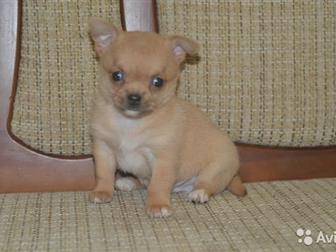 - ,   ,    , ,  -,    ,     ,     :    