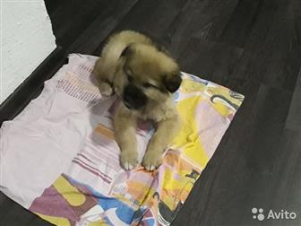 !!!    1,5   ,   ,     ,        ,      