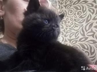 Котята рождены 15, 12, 2019, кушают, ходят в туалет отлично, 2 страйта, 1 фолд, дополнительная информация, фото или видео в Viber, WhatsApp,  На последних 2 фото в Рязани