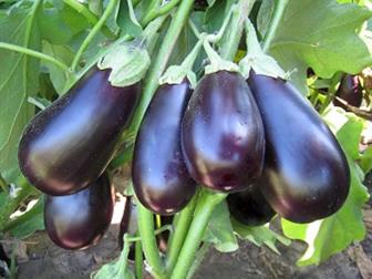  foto     F1 (KS 27)   36626796  --