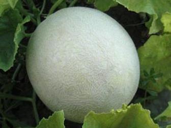  foto     F1 (KS 7037)   36626814  --