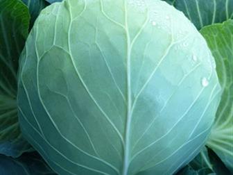        KS 29 F1   36626835  --